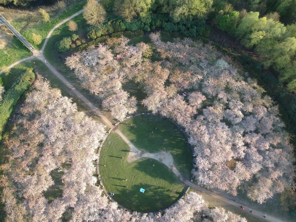 top view of cherry blossoms at mornington green