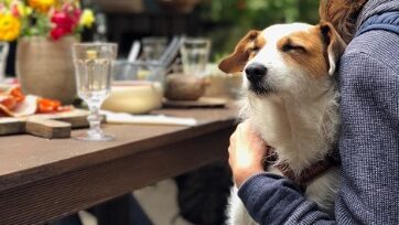 pet-dog-sat-on-owners-lap