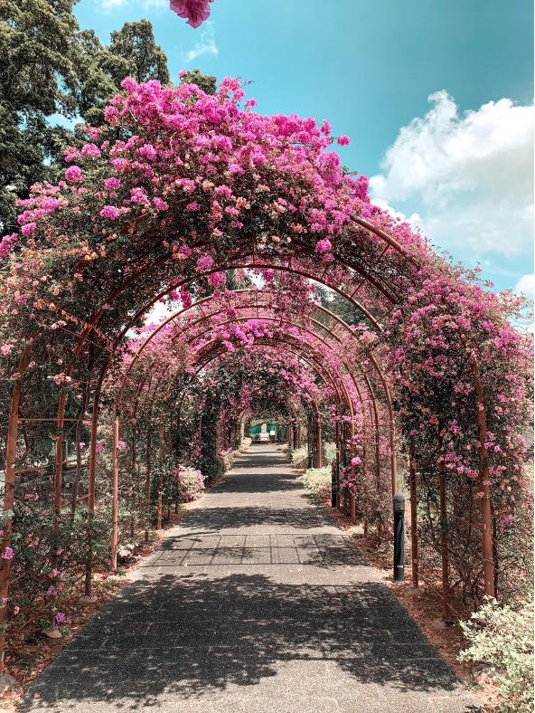 pink flowers covering archway