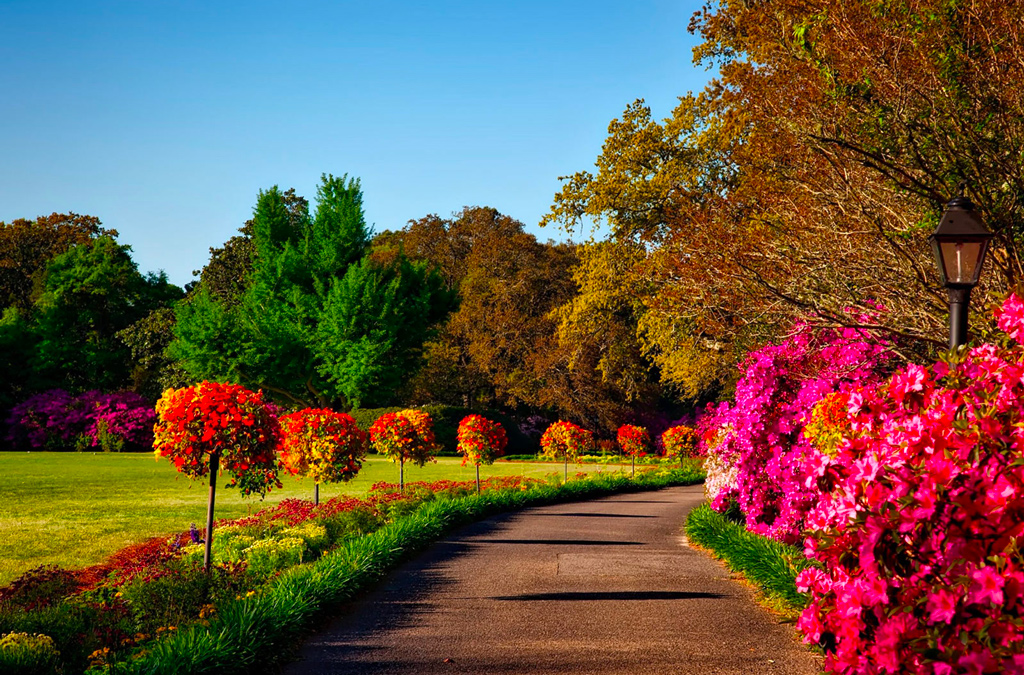 pathway-of-trees-planted-in-memory-of-someone