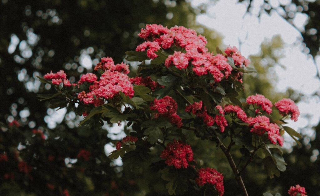 common hawthorn