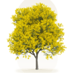 Tree Services in Mornington