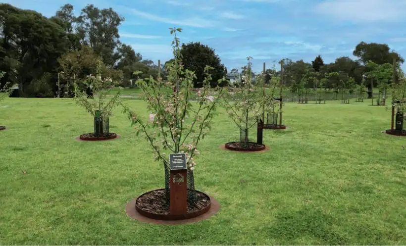 Trees For Memorial Mornington Green