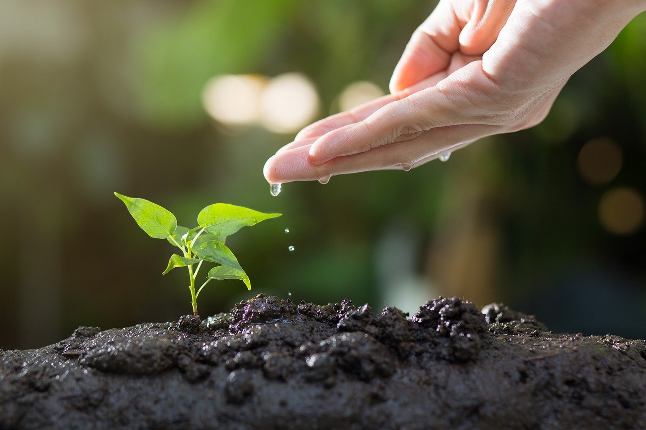 Cremation Tree Planting To Honor Your Loved One Mornington Green cremation-tree-planting-to-honor-your-loved-one-mornington-green