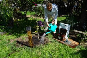 Cremation Ideas Tree Planting Mornington Green