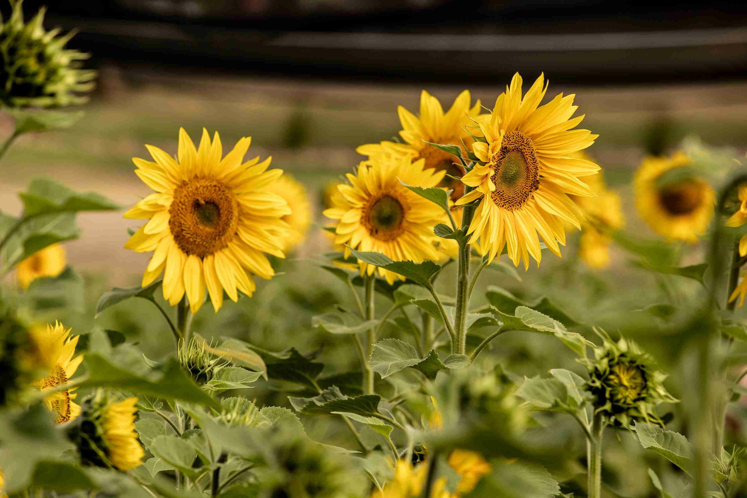 The Worlds Largest Sunflower Australia in Mornington Green Legacy Gardens