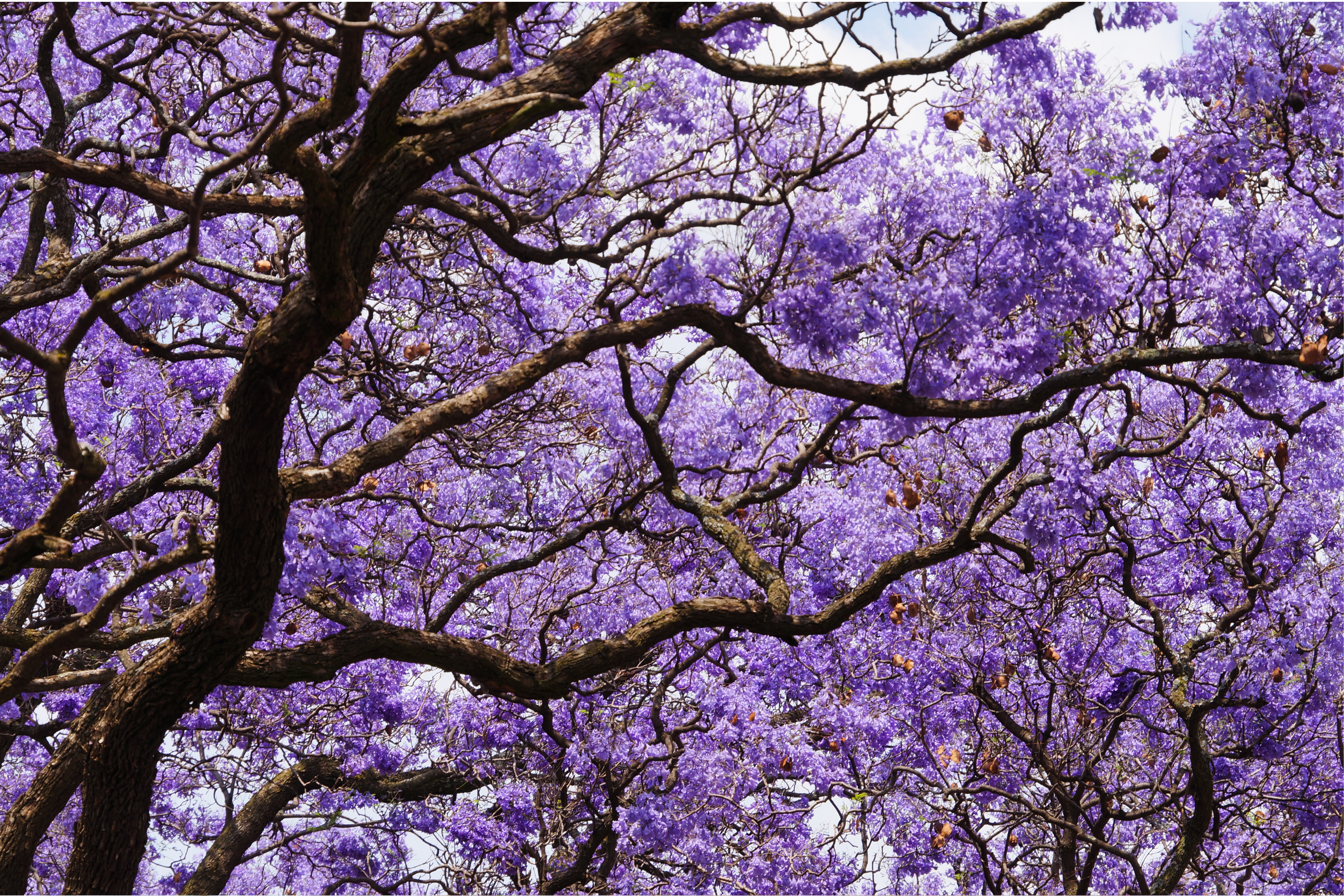 JACARANDA