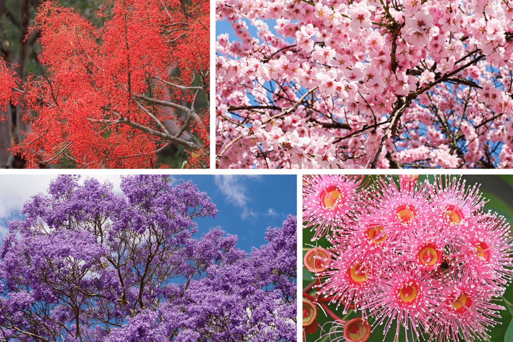 Tree to plant for lost loved one in Melbourne Australia Mornington Green Legacy Gardens