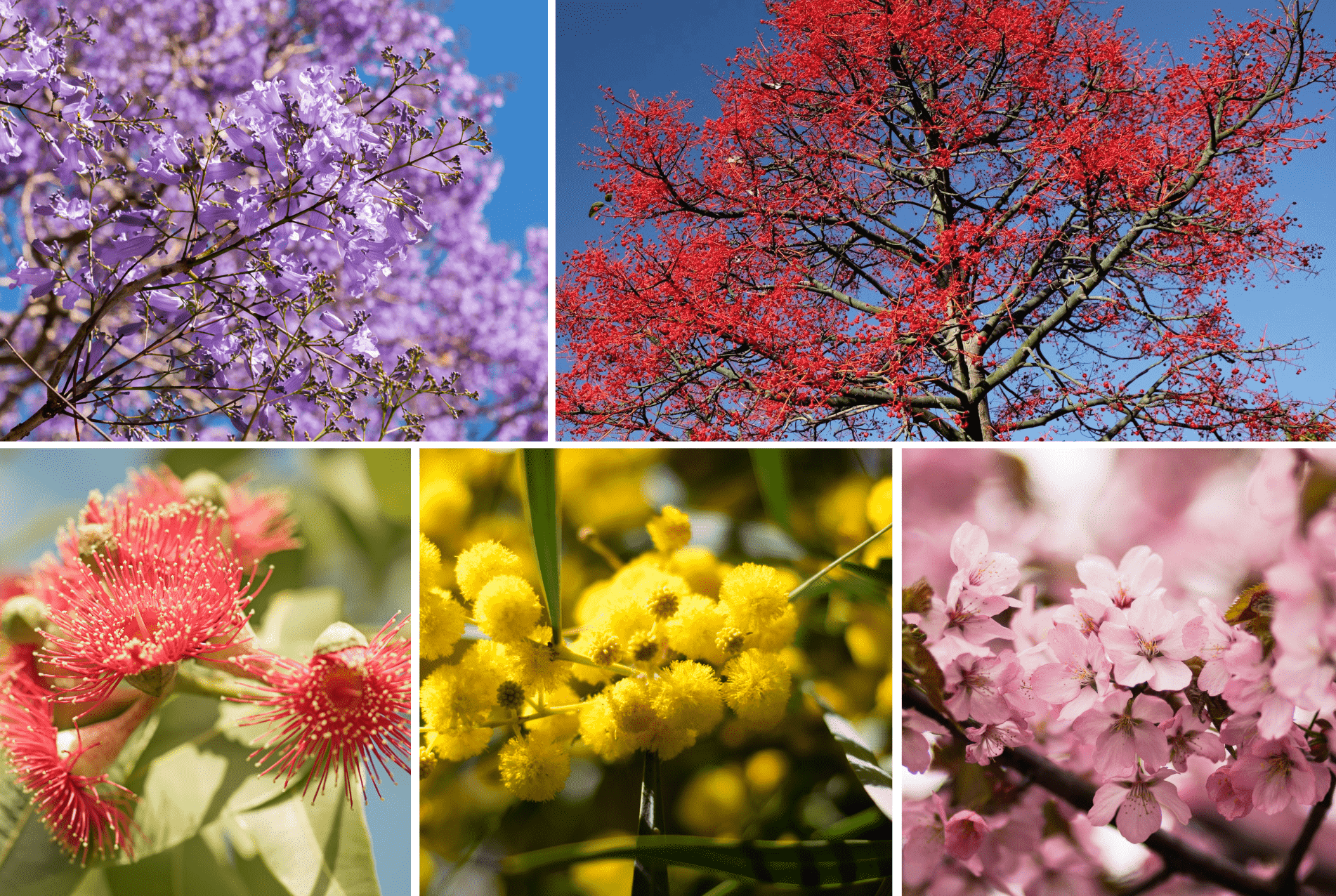 Best memorial trees Australia at Mornington Green Legacy Gardens