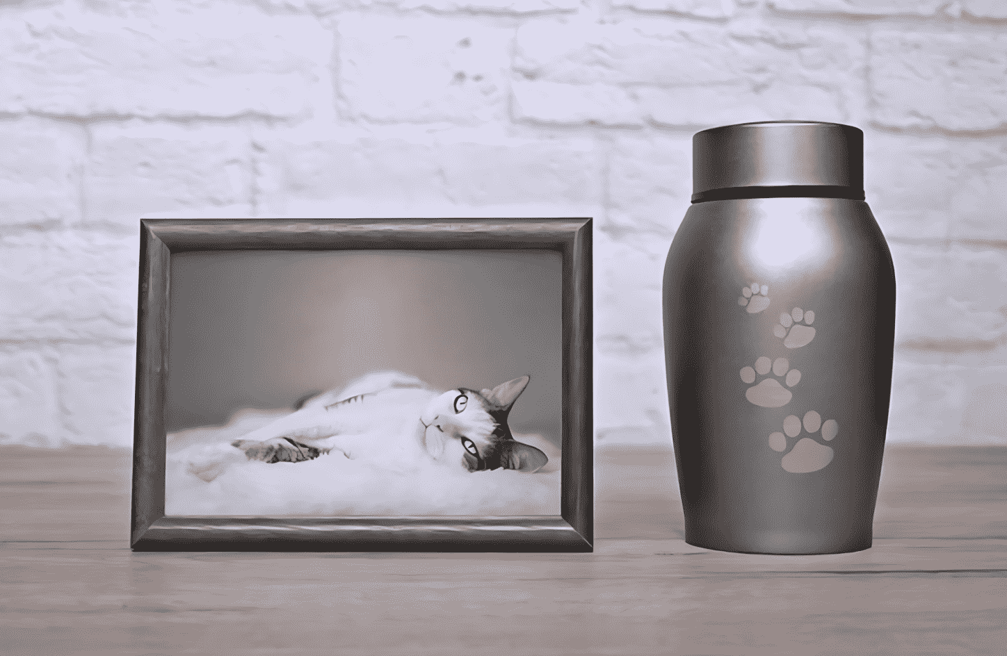 Cost And Guide Of Cat Cremation Melbourne - Mornington Green 