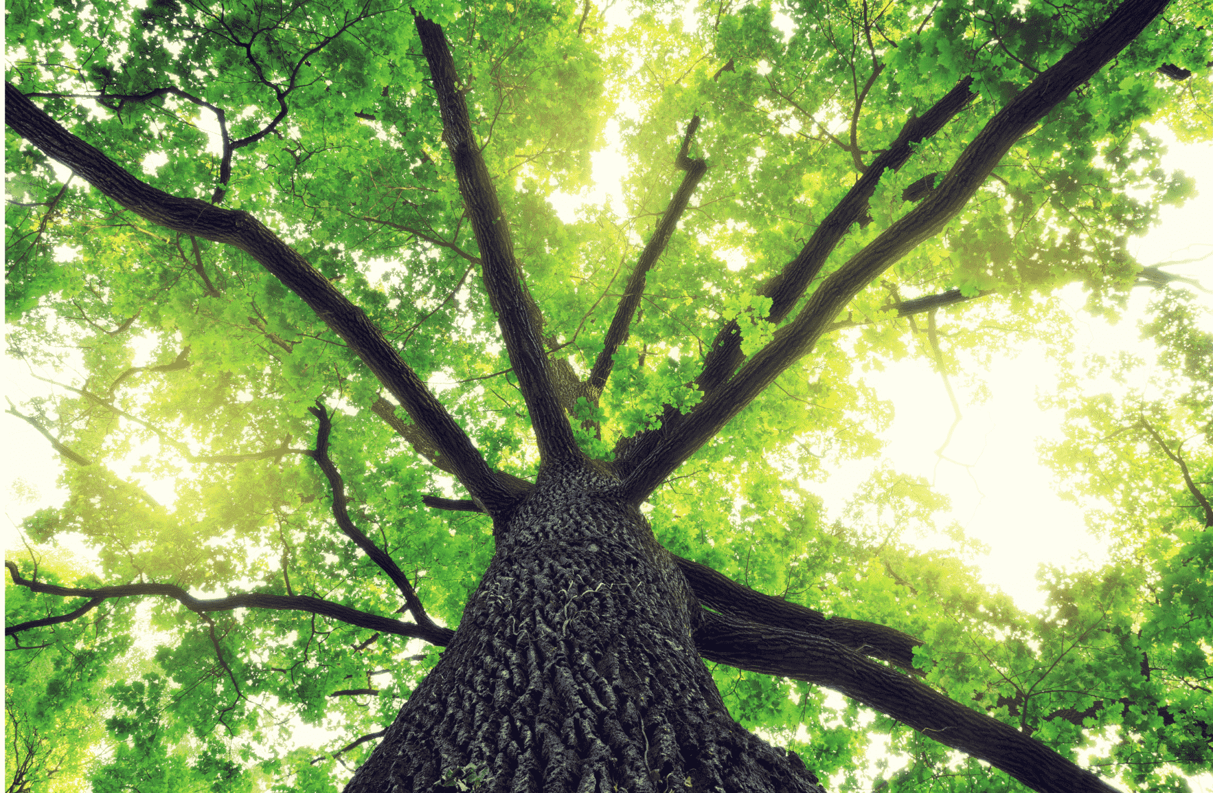 Offsets Your Carbon Footprint