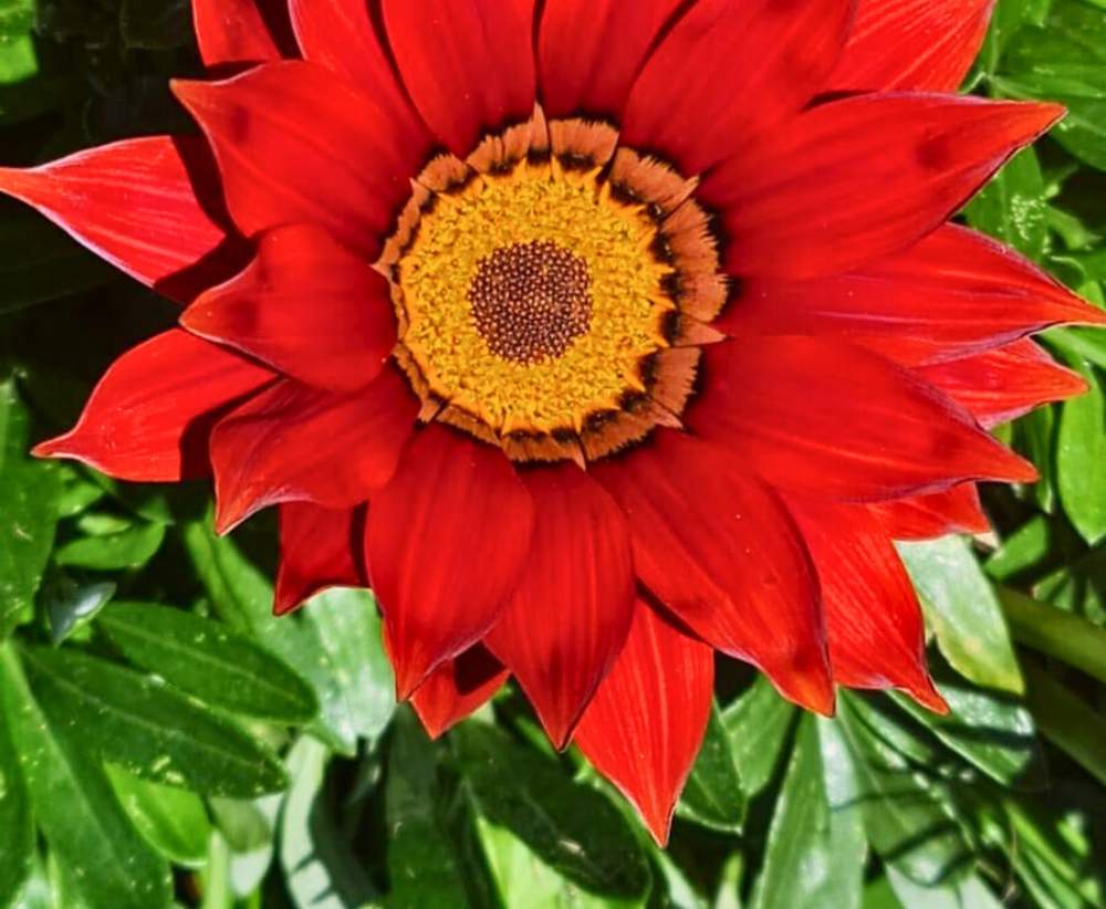 One of the memorial options near me and you in Melbourne is Mornington Green Flower Memorial Garden