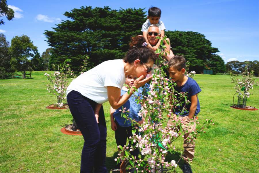 The guideline and tutorial for how to choose the best alternative to urns in Australia by Mornington Green Living Legacy Gardens
