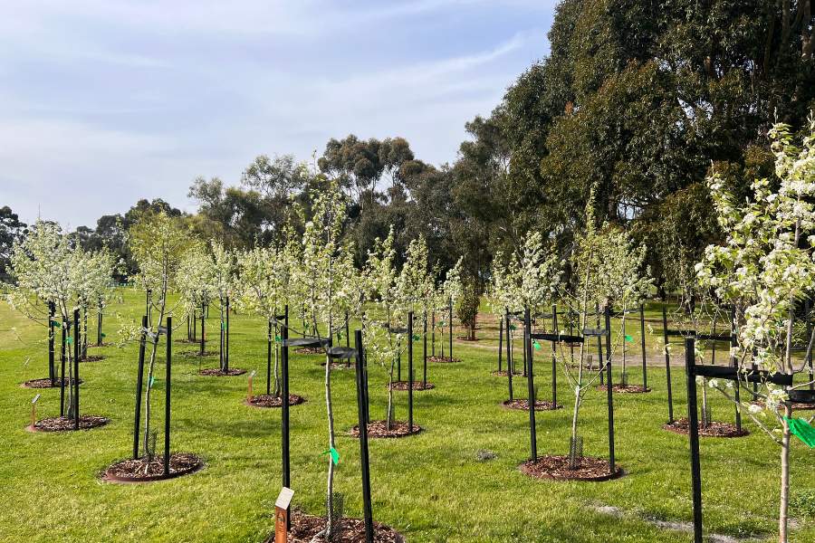 In Melbourne you can plant a memorial tree at Mornington Green Living Legacy Gardens