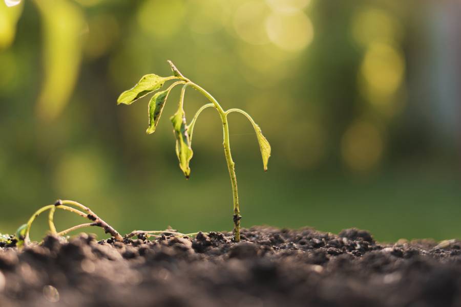 How to keep cremated ashes? do not scatter them because it can harm the environment