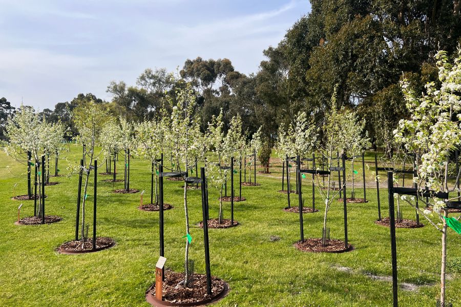 Top Gardens To Visit In Melbourne Living Legacy Garden At Mornington Green Living Legacy Gardens