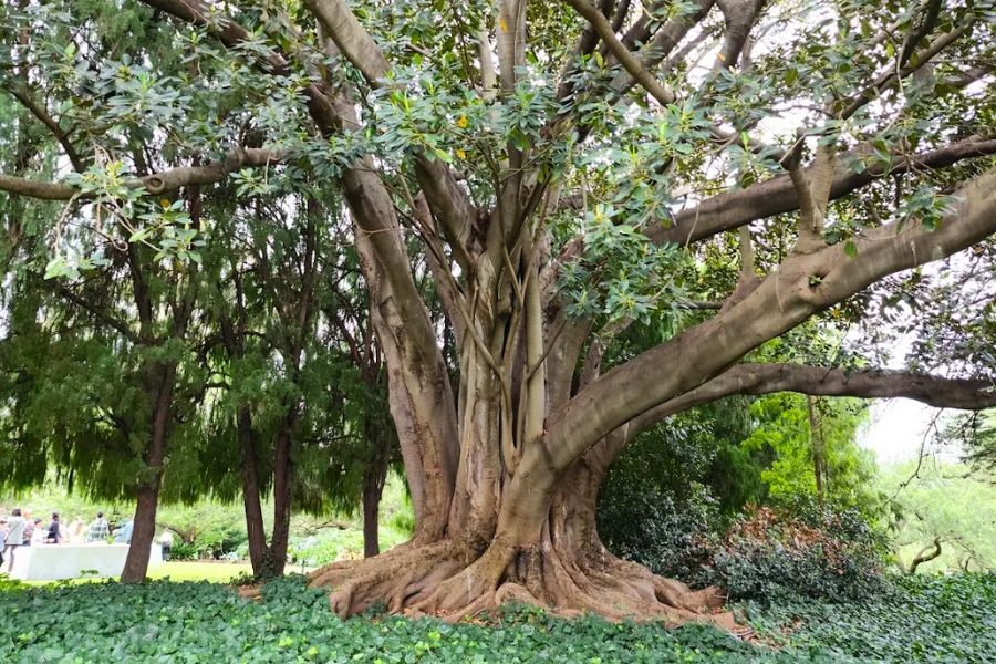 Recommended Gardens To Visit In Melbourne Como Historic House And Gardens Picture By Chris Boyadjian Google Review