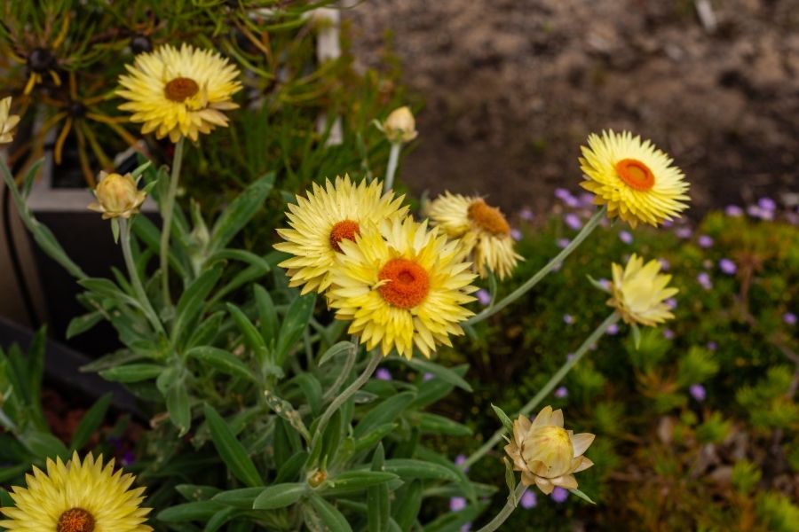 Top Gardens To Visit In Melbourne Australia Royal Botanic Gardens Cranbourne