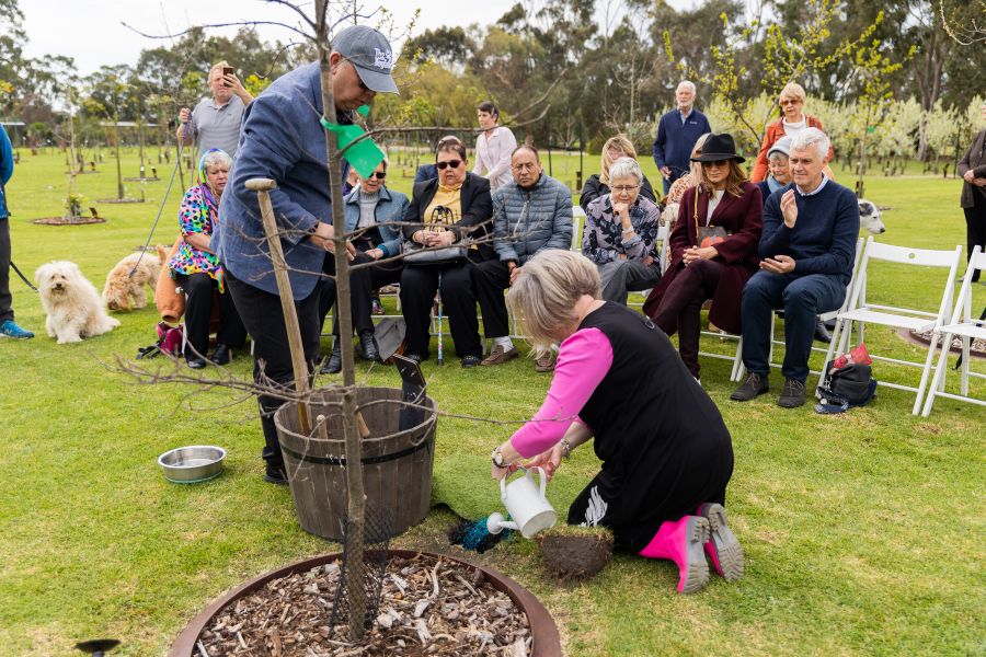 Why Living Legacy Trees Is Good For Retirement Plan In Melbourne Australia