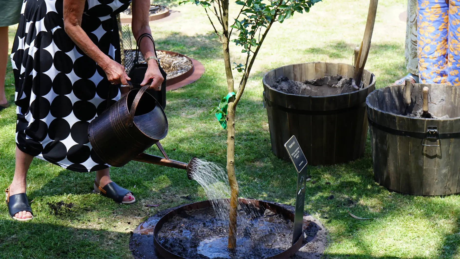 the old lady plan a tree for living funeral
