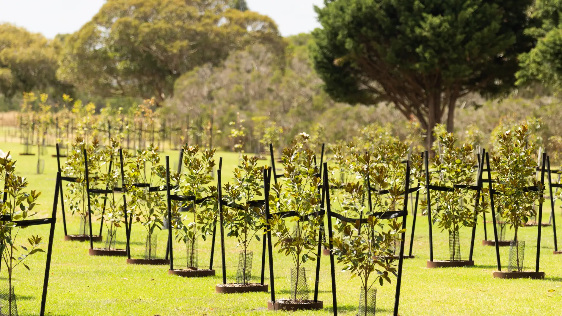 creating your living legacy at mornington green