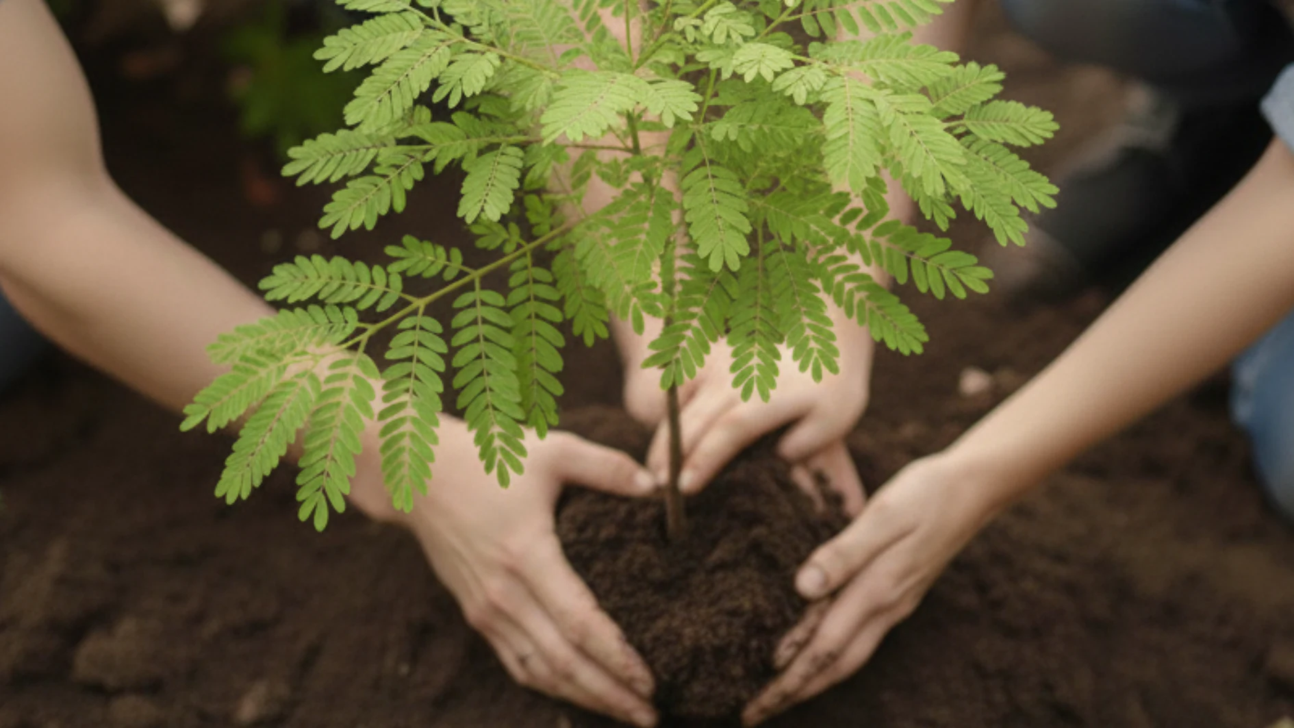 An Affordable and Environmentally Thoughtful Farewell