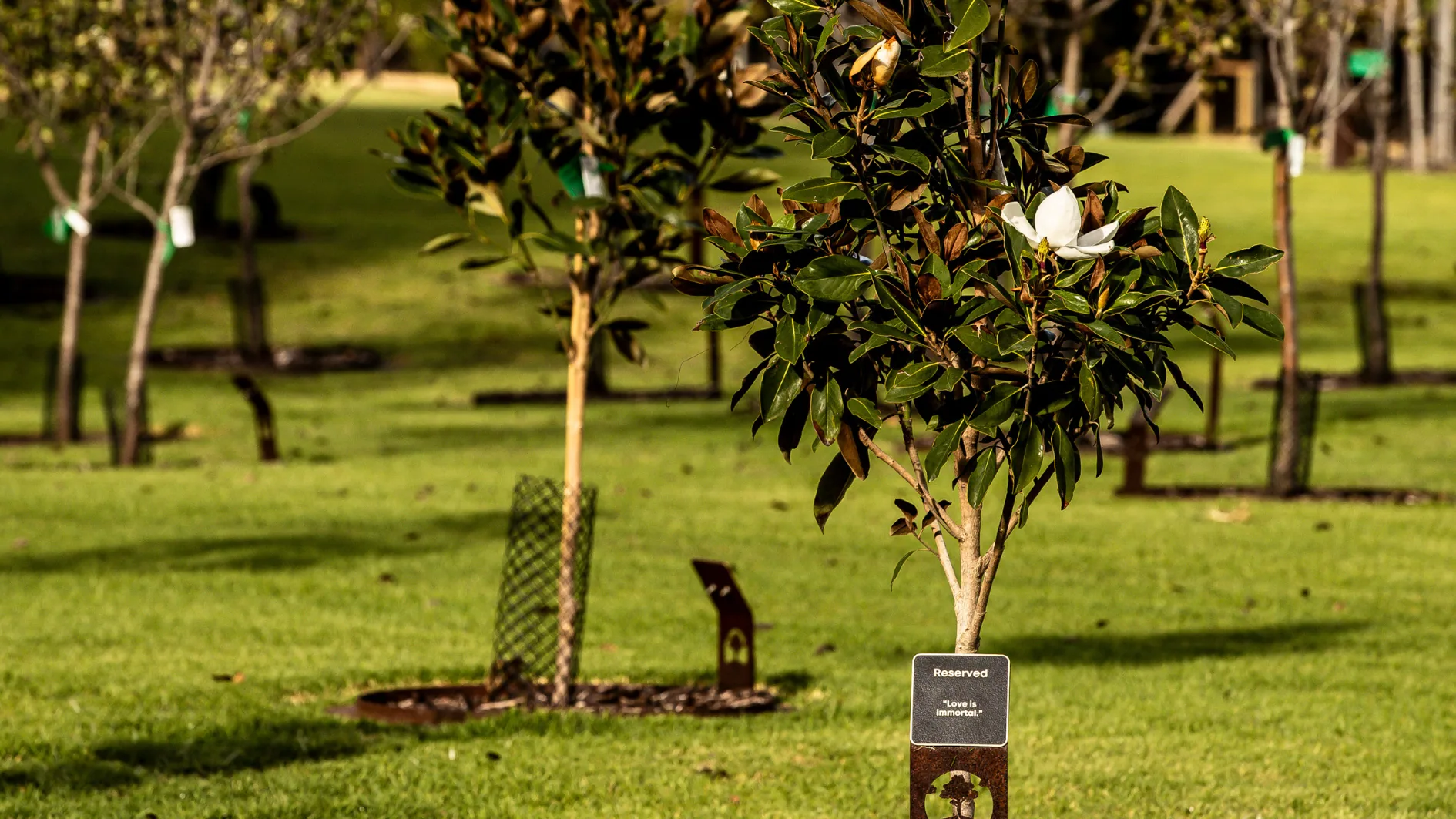 chooice tree for your legacy