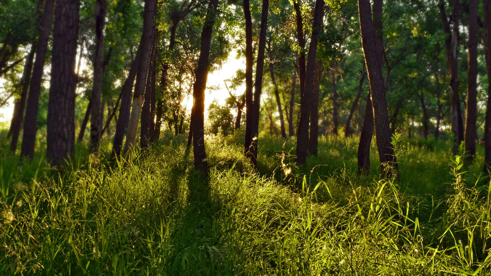 embalming alternative