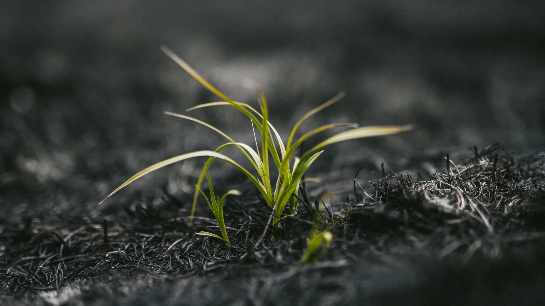 A plant striving to grow in damaged soil