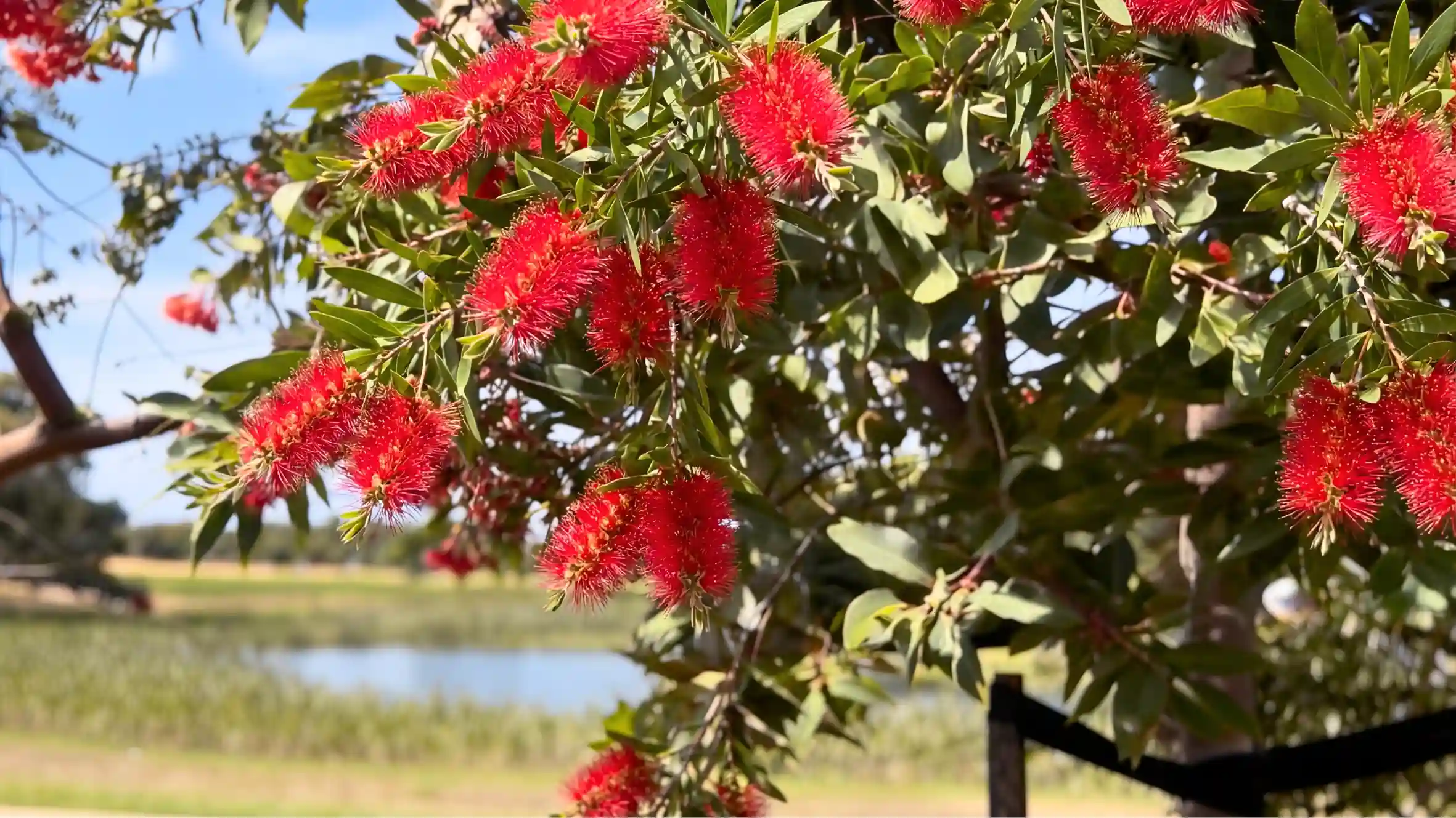 Callistemon bottlebrush tree in full red flower at Mornington Green