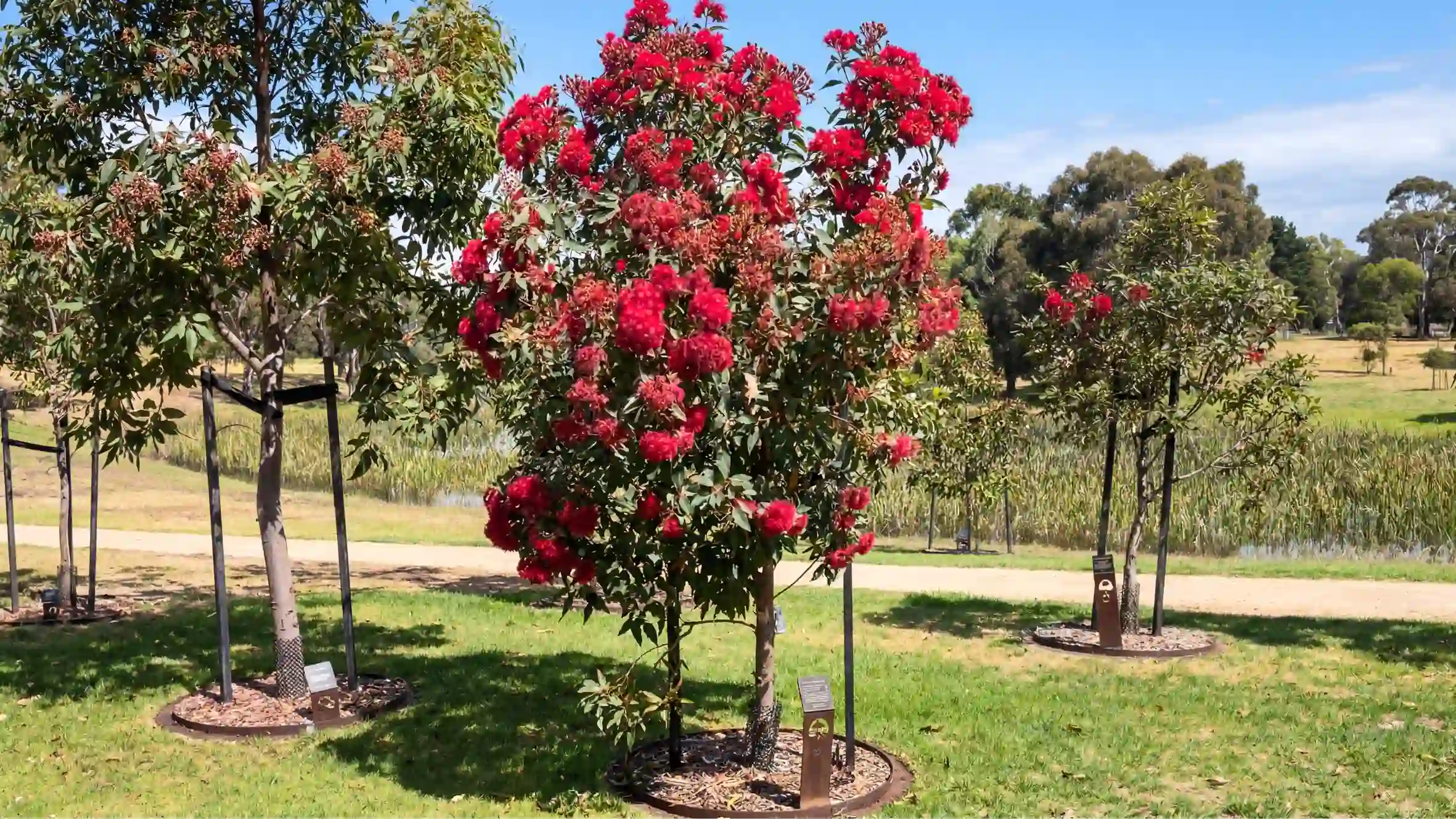 Flowering eucalypt memorial tree in red bloom at Mornington Green