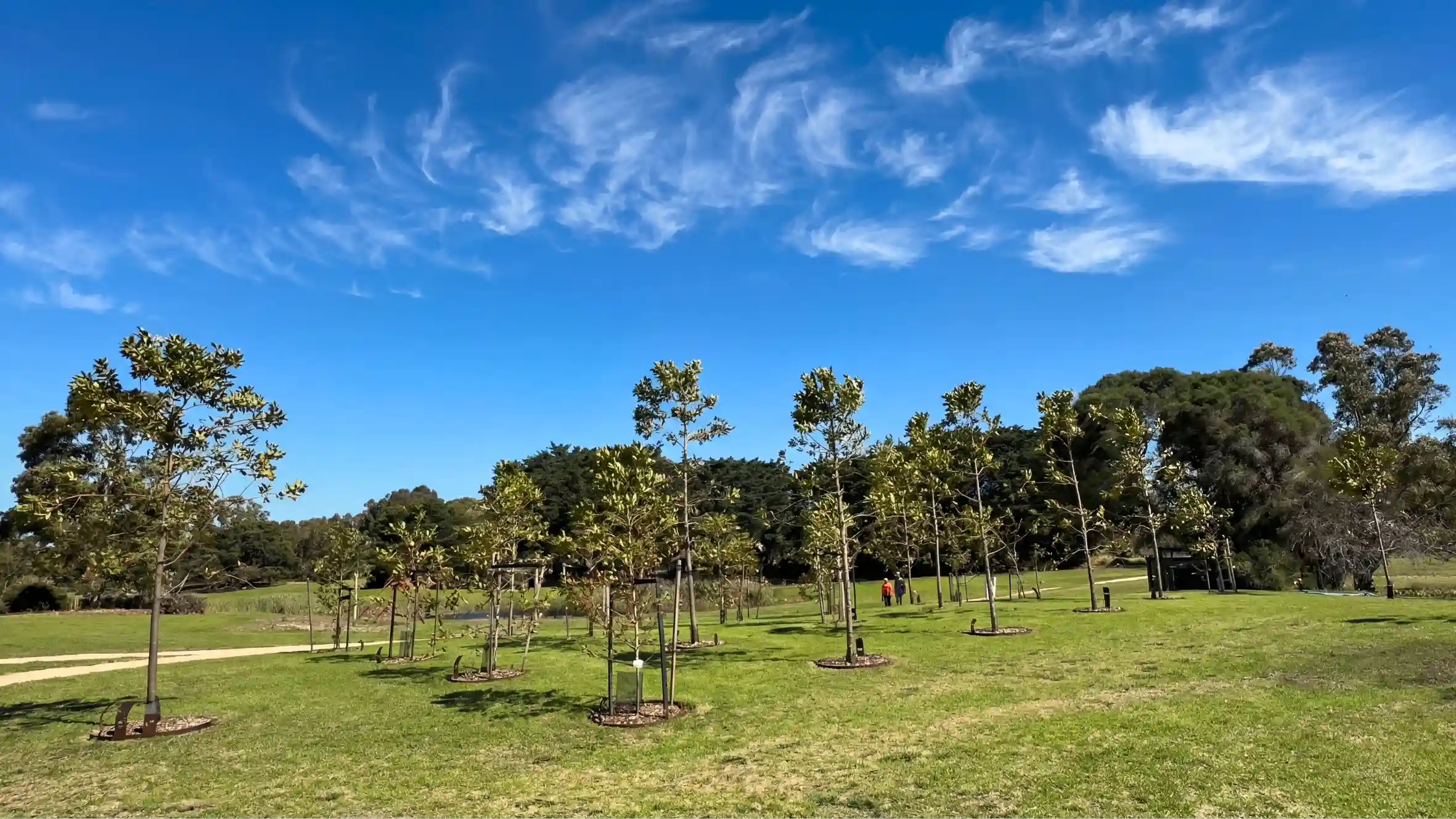 Established memorial trees at Mornington Green on a clear sunny day