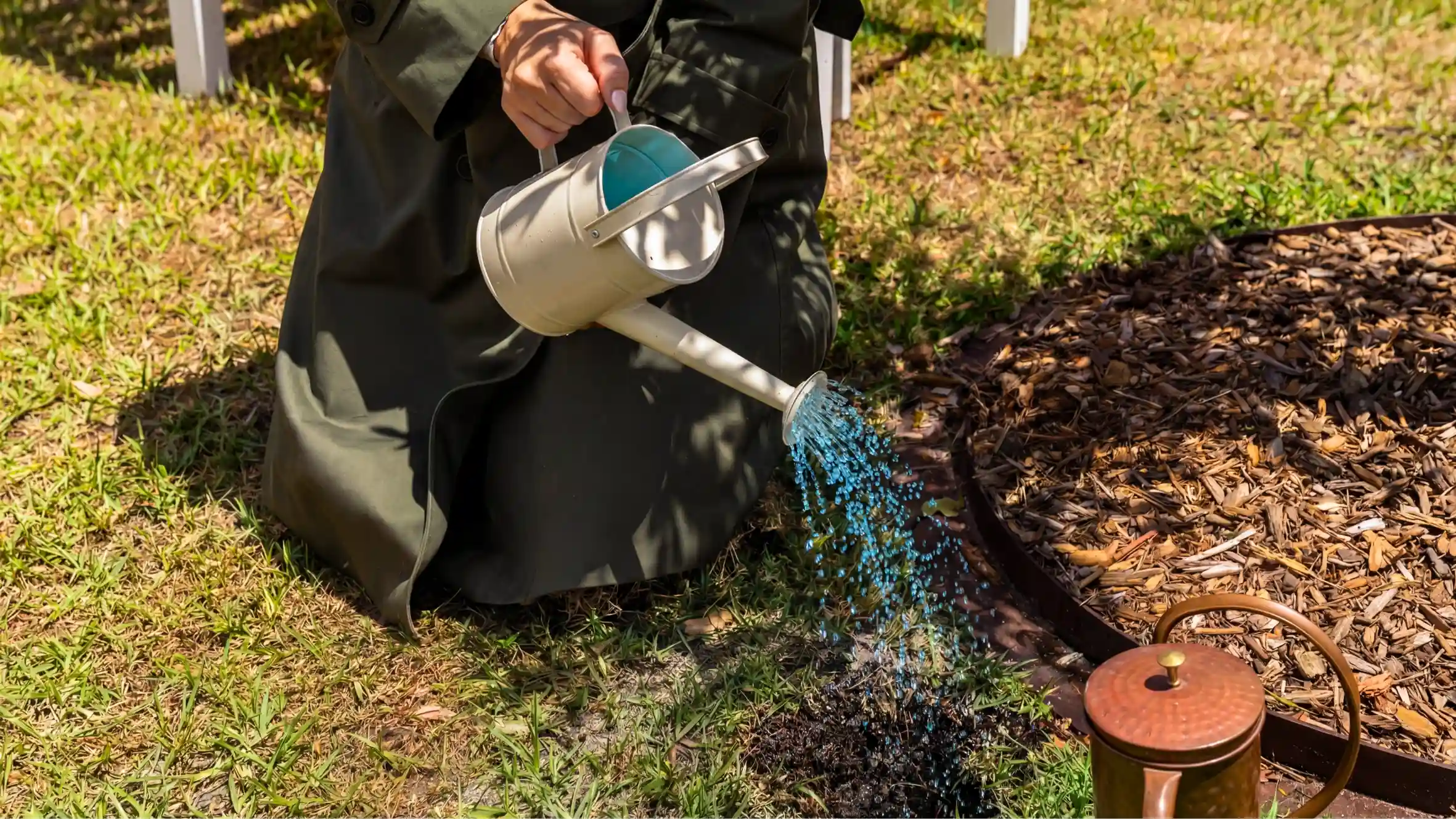 Person pouring LLF's formula a memorial tree at Mornington Green Living Legacy Gardens