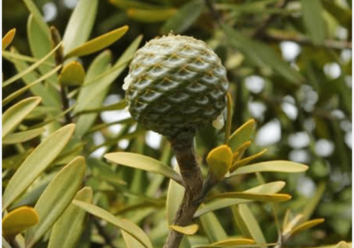 Kauri Kauri