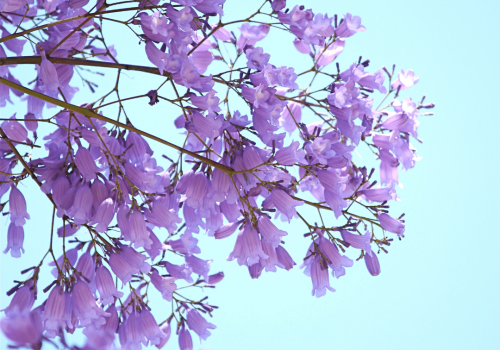 Jacaranda Jacaranda