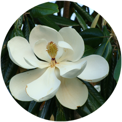 White Magnolia