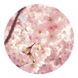 Cherry Blossom