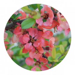 Crab Apple