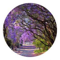 Jacaranda