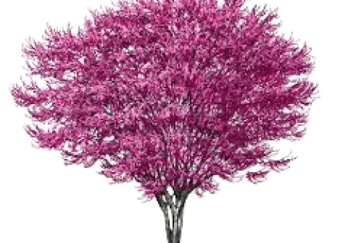 redbud3 redbud3