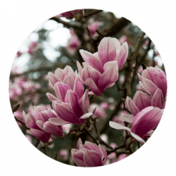 Tulip Magnolia